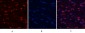 MYPT1 (phospho Thr853) Polyclonal Antibody